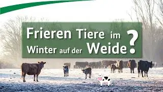 Frieren Tiere im Winter auf der Weide?