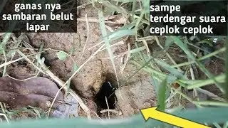 Ganasnya reaksi belut lapar mencari umpan