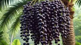 Acai berries(palm) history benefits nutrition value and side effects#eduquest#elearning #learnonline