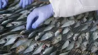 Fishing for Development