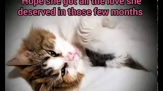 Maisie May, a beautiful cat (Impound Feline Rescue IF0058/18 )