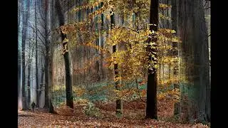 THE CATHEDRAL FOREST-Medalal plata FCF