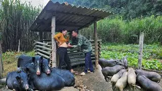 Instructions on how to build a new pigsty using bamboo l Lý Thị Sai