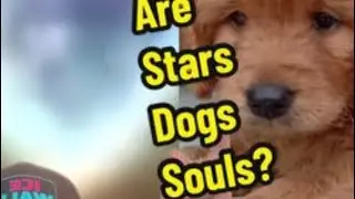 🐶Dogs in stars⭐️ 