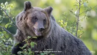 Apennines Marsican Bear Heritage Area