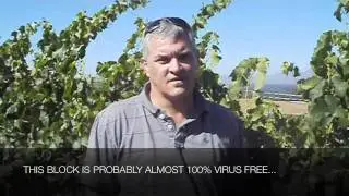Oak Valley Wines | Elgin Pinot Noir