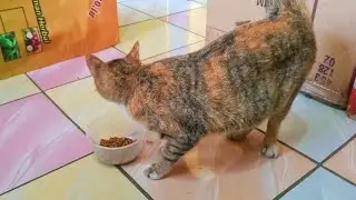 abandoned big cat. came to the shop asking for food. Be alert afraid that the cat mother is coming