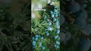 Вот как использовать ягоды можжевельника
