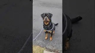 Bubba goes for a clean #dog #rottweiler #dogs #dadbod