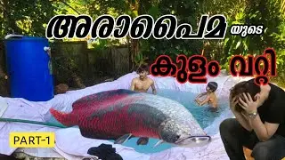 Arapiama കുളം... ഓട്ട ആക്കി 😱 വെള്ളം മുഴുവനും പോയി 😢💔 #arapiama #fishlover #part1 