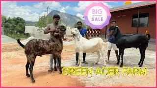 Green Acer Farm | Nandi Hills | Farm Tour | Big Size Goat and Sheep available | 9902824548
