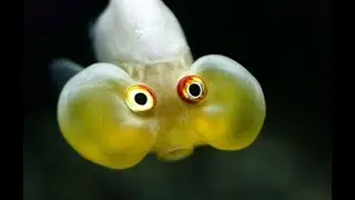Funny Fish Video compilation 2021 #1