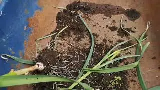 leek moth infestation Garlic Patch