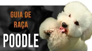 POODLE - Все о гонке