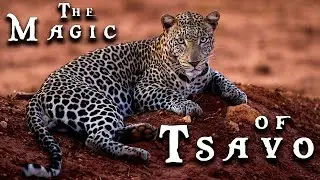 A wildlife safari in the Tsavo East and West reserves - Kenya Authentique