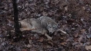 Coyote and Predator Trapping Lures