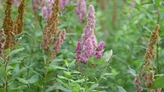 Спирея Дугласа (Spiraea douglasii). Идентификация и характеристики.
