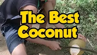 Fresh Coconut Dreams #shorts