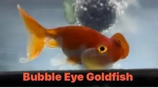 Rare Bubble Eye Goldfish in fish tank Dubai 