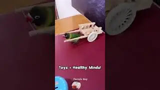 P-2 Playtime: Healthy Parrots