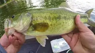 Bass Fishing Reeds Lake