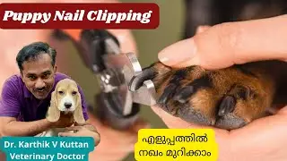 Dog nail cutting|Puppy nail cutting malayalam|Dog nail trimming #puppynailcutting #petsnvets