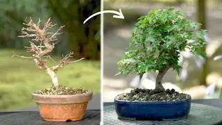 Весенняя пересадка для летней формировки | Бонсай из клена трехзубчатого