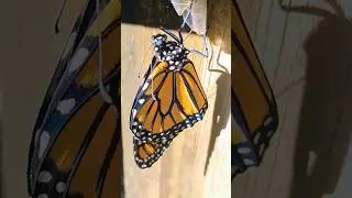 Still Drying its Wings: Butterfly Just Came Out!The moment of birth! 🦋