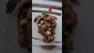 Rescuing a Sea Turtle Covered in Monster Barnacles🐢 #turtle #turtles #barnacles #rescue #sea #shorts