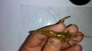 Canlı Teke Nasıl Takılır? (Çalı Karidesi)