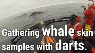 Whale Biopsy Collection