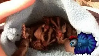 How To Breed Sugar Gliders