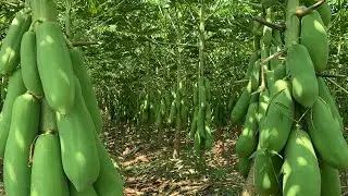 Most Amazing fruits papaya farming cambodia | Lyly lifestyle