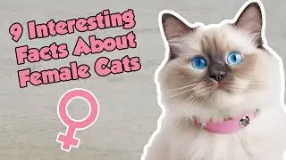 9 Interesting Facts About Female Cats