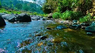 RELAXING SOUNDS FOR SLEEPING | BEAUTIFUL STREAM AND FOREST RIVER FOR DEEP SLEEP & RELAXATION #b16