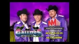 Los Gallitos de Chihuahua 