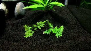 how to plant  land ferns underwater