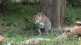 Huge leopard  in Yala National Park | Leopard Kingdom | Wildlife | Animaux | Prime Wild