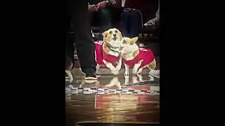 Poor Dog💔#dog #disability #race #dograce #lose