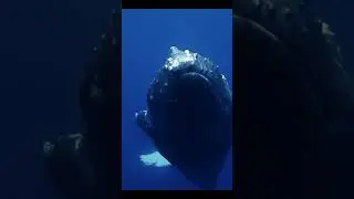 Whales Sightings at Pacific Ocean