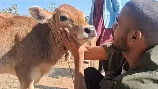 Kokilaa Second part || 02 || Farm tour 