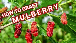 HOW TO GRAFT MULBERRY | GRAFTING MULBERRIES | GRAFTING FOR BEGINNERS