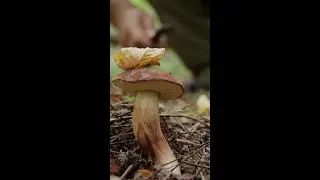Paul Stamets and the &ldquo;wood wide web&rdquo;​