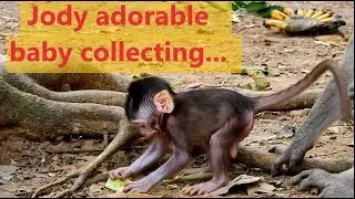 JODY adorable Monkey collecting... | Jane and Jody Monkey | Angkor Wat Monkey
