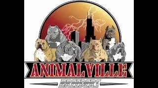 ANIMALVILLE BREEDERS LIVE FROM THE RANCH..AMERICAN BULLIES