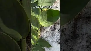 Kerala | Creeper | Shingle plant @citizenspeaksIndia