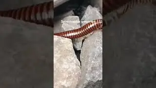 #zoology#ytshorts #spirostreptus gregorius #वाणी किडा