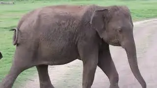Elephants of Sri Lanka