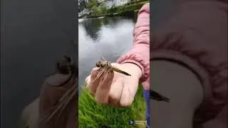 close up giant dragonfly about to be released