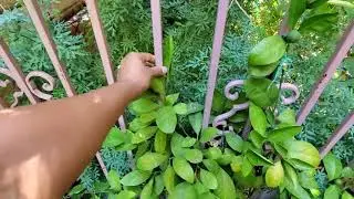 Satsuma Citrus Fruit Tree 🌳 Update | Were getting New Fruit | New Growth ♡ Growing Citrus | Urban